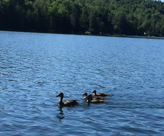 27 Stearns Ave, Wilmington, VT 05363 - water view featuring a heavily wooded area