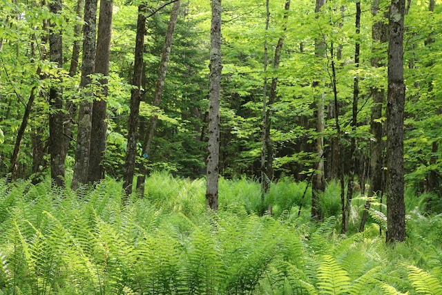 000 Vt Route 58e, Lowell, VT 05847