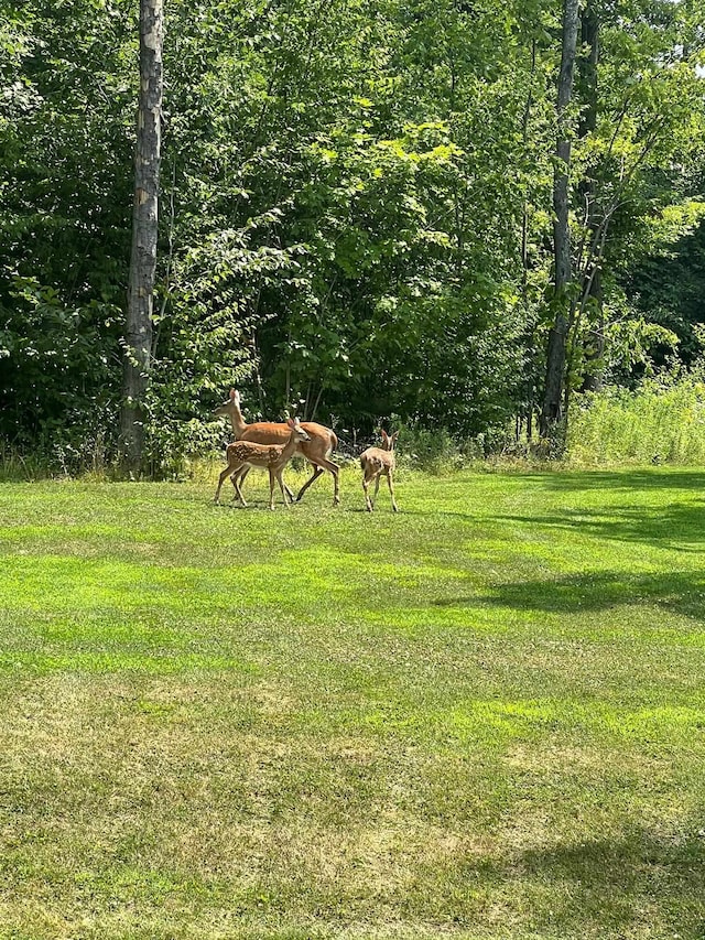 326 Dublin Rd, Jaffrey, NH 03452 - view of green lawn