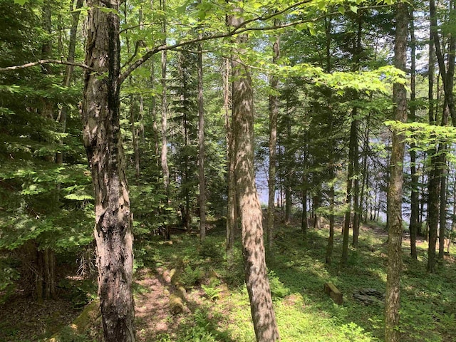 505 River Rd, Pittsburg, NH 03592 - view of tree filled area