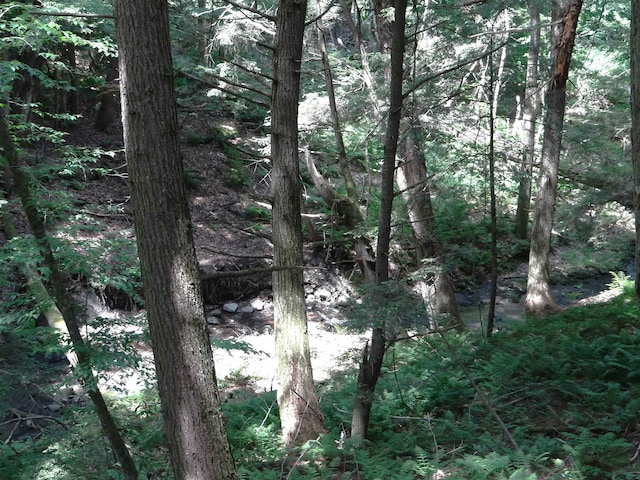 2505 County Rd, Windsor, VT 05089 - view of tree filled area