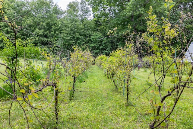 146 Old Sandown Rd, Chester, NH 03036 - view of wooded area