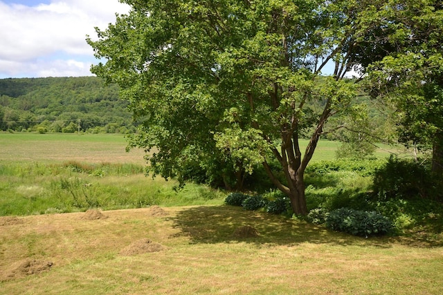 27 Randall St, Waterbury, VT 05676 - view of tree filled area