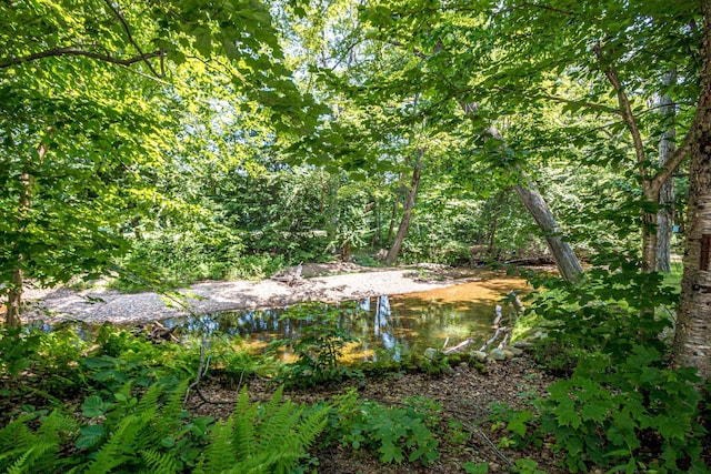 11 Captain Lovewell Ln, Ossipee, NH 03814 - view of undeveloped land