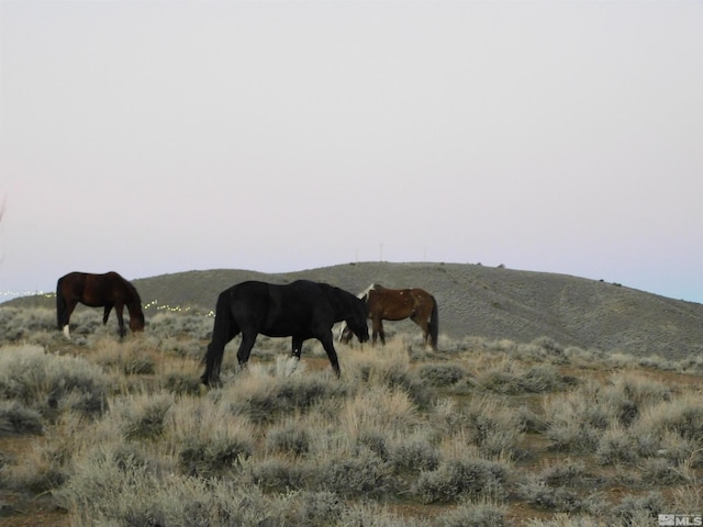 00610106 Schaad, Dayton, NV 89403 - photo 29
