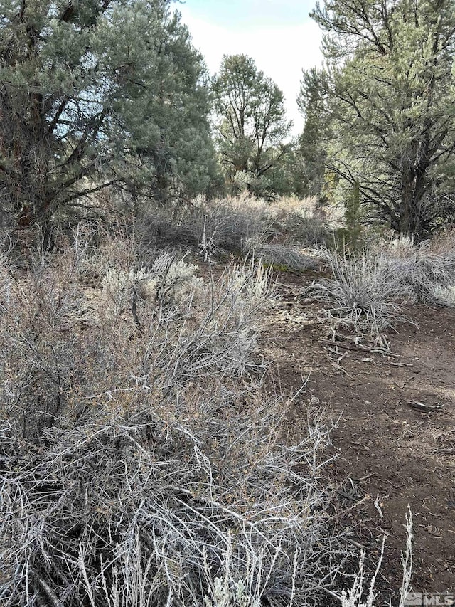 1825 Empire Rd, Virginia City, NV 89521 - photo 4