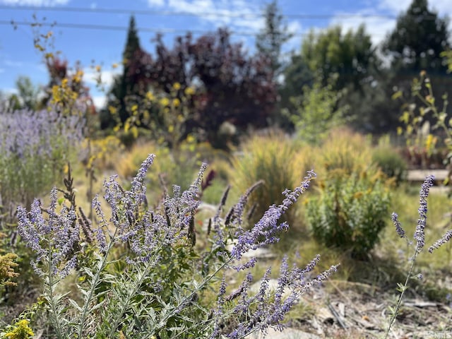4625 Canyon Dr, Reno, NV 89519 - view of local wilderness