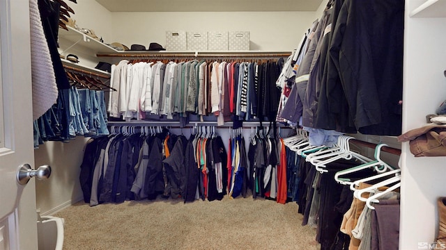 walk in closet with carpet flooring