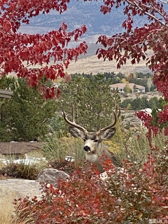10401 Copper Cloud Dr, Reno, NV 89511 - view of undeveloped land