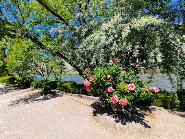 244 Ave De La Couleurs Ave, Sparks, NV 89434 - view of yard