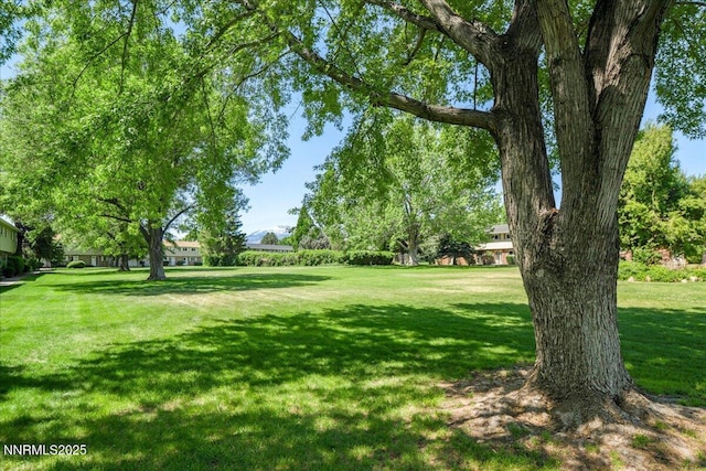 110 Smithridge Park, Reno, NV 89502 - view of green lawn