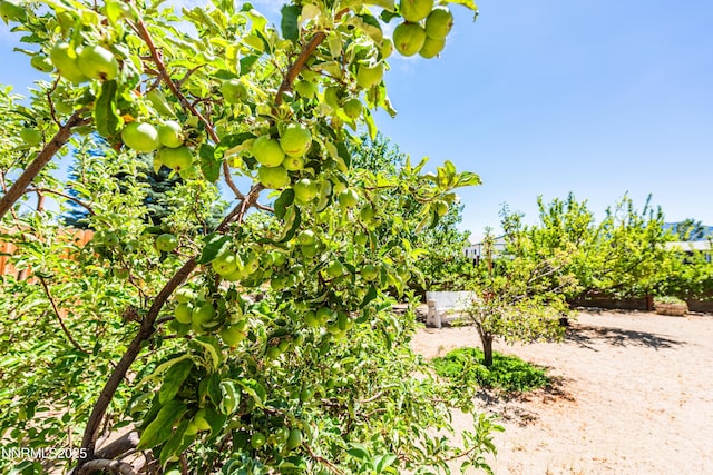 1419 Purple Sage Dr, Gardnerville, NV 89460 - view of yard