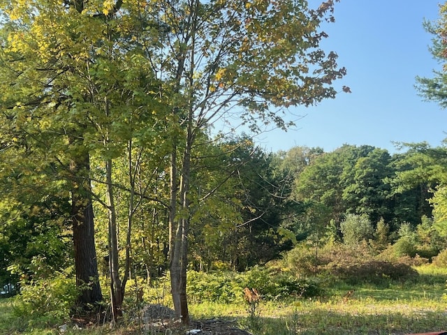 view of local wilderness