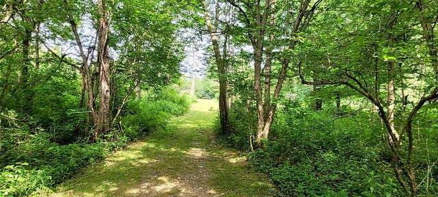 9990 Findley Lake Rd, North East, PA 16428 - view of wooded area