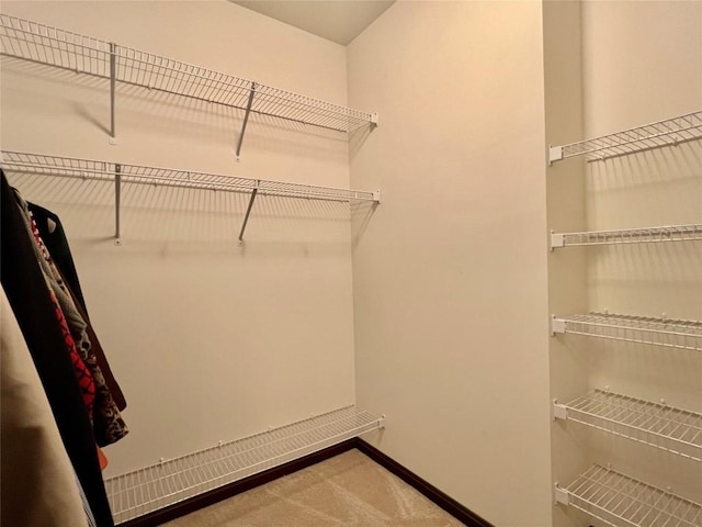 spacious closet featuring carpet