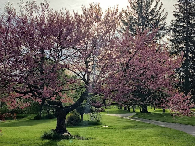 view of property's community featuring a yard