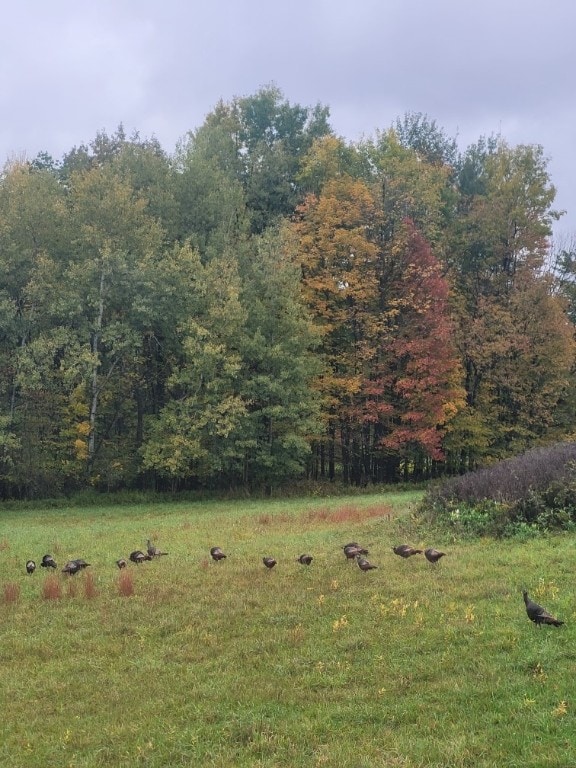 view of yard with a rural view