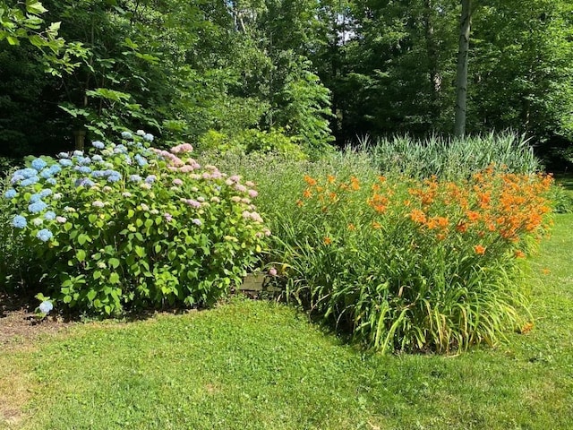 view of local wilderness