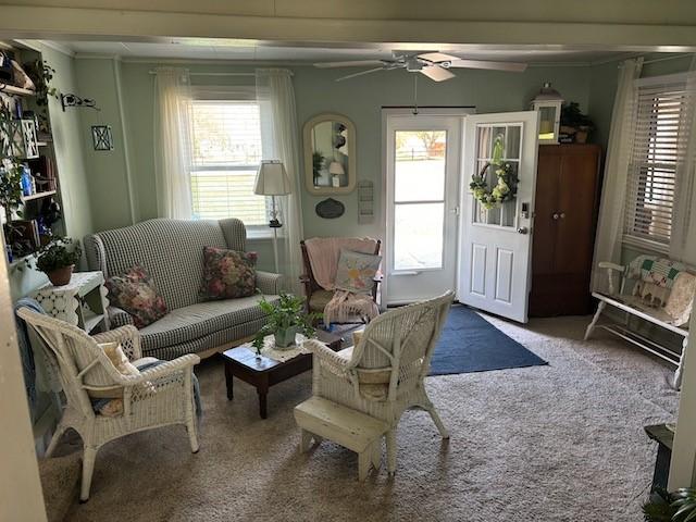 carpeted living room with ornamental molding, ceiling fan, and a healthy amount of sunlight