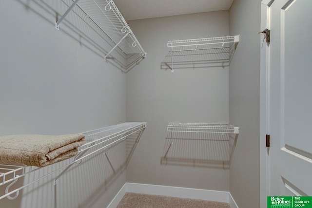 walk in closet with carpet flooring