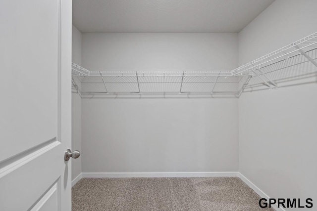 walk in closet with carpet floors