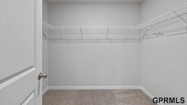 walk in closet with carpet floors