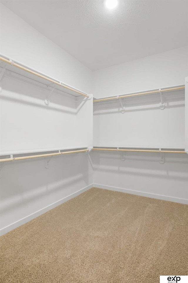 walk in closet with carpet flooring