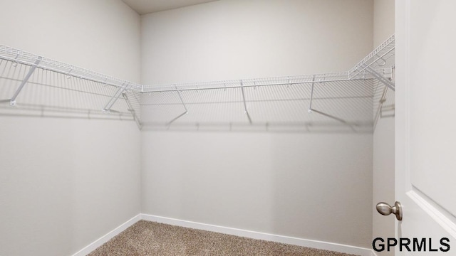 spacious closet featuring carpet flooring