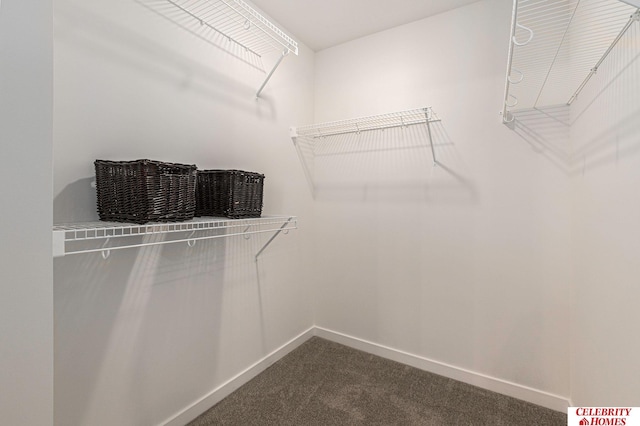 walk in closet with carpet flooring