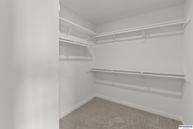 spacious closet featuring carpet floors