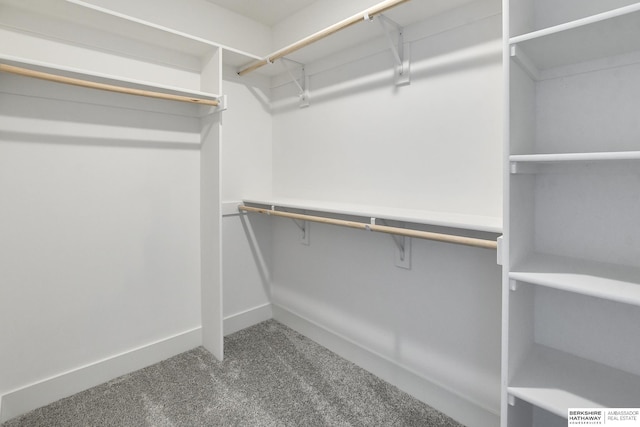 walk in closet with carpet flooring