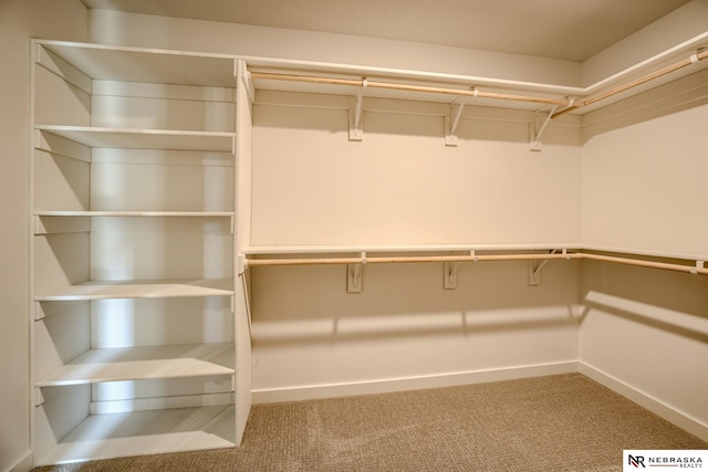 walk in closet featuring carpet floors