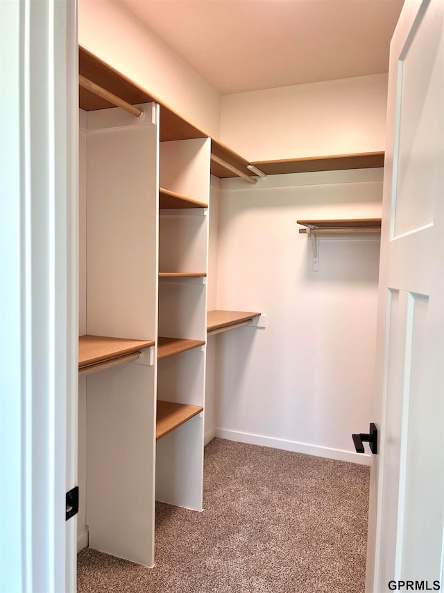 walk in closet with carpet flooring