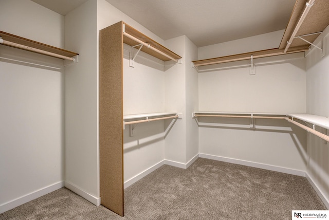 walk in closet featuring carpet flooring