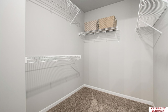 walk in closet with carpet floors