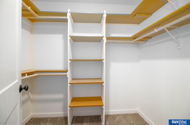 spacious closet featuring carpet flooring