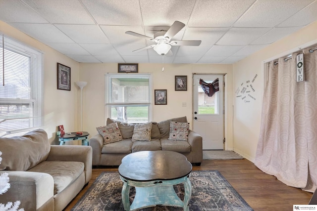 living room featuring ceiling fan, a drop ceiling, and dark hardwood / wood-style floors