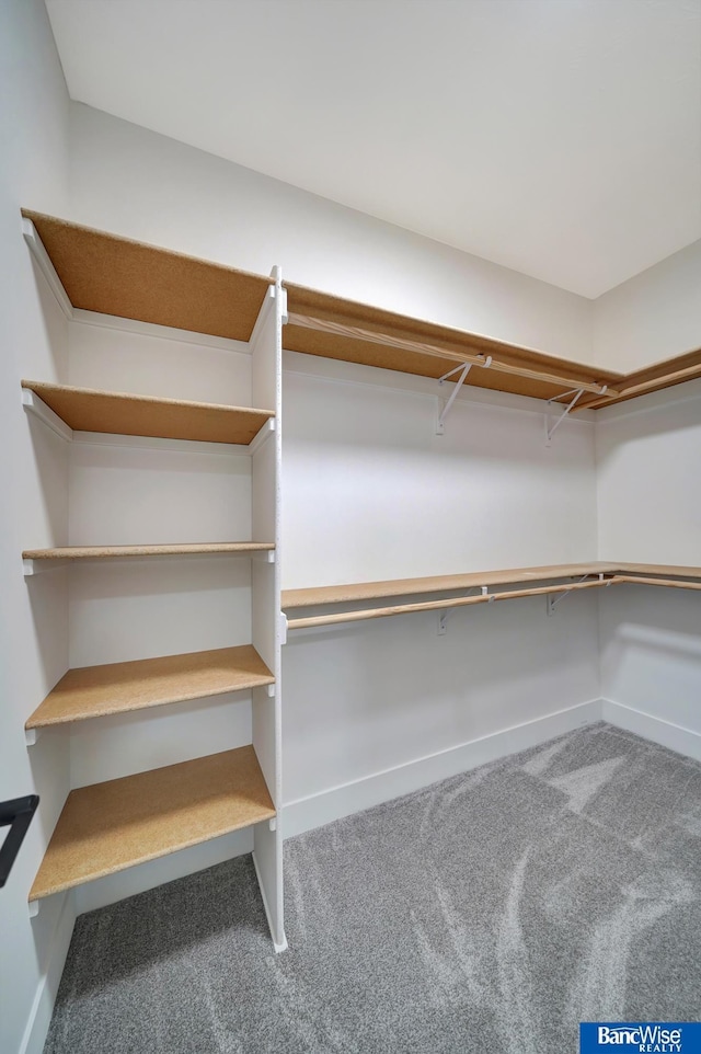 spacious closet featuring carpet floors