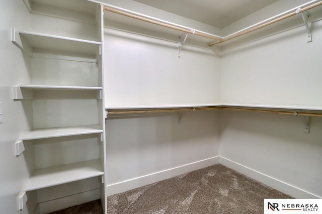 walk in closet featuring carpet floors