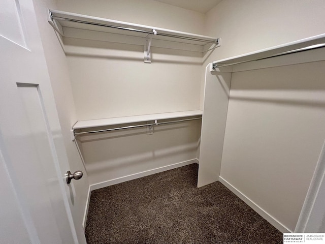 spacious closet featuring carpet