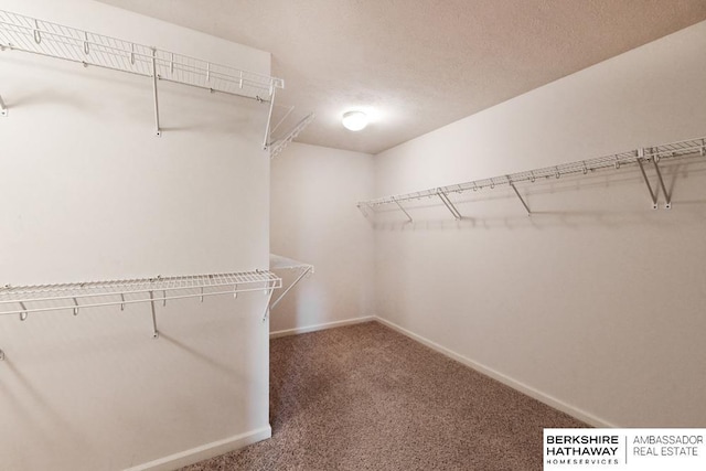 spacious closet featuring carpet floors