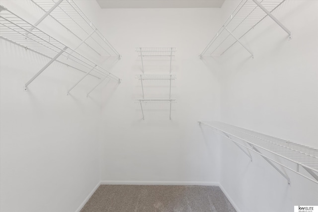 walk in closet featuring carpet flooring