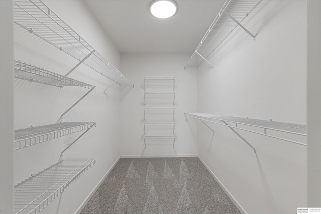 walk in closet with carpet flooring