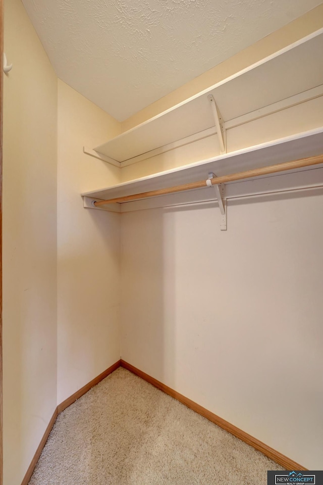 spacious closet featuring carpet