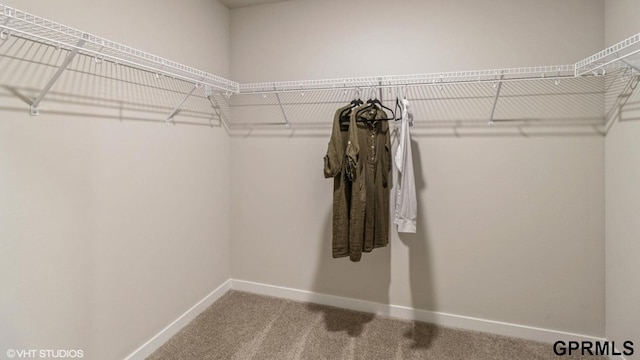 walk in closet with carpet floors