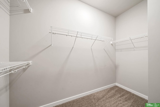 spacious closet with carpet flooring