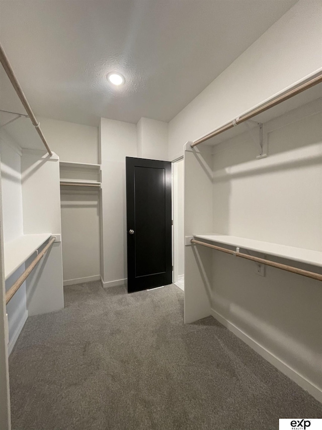 walk in closet with carpet flooring