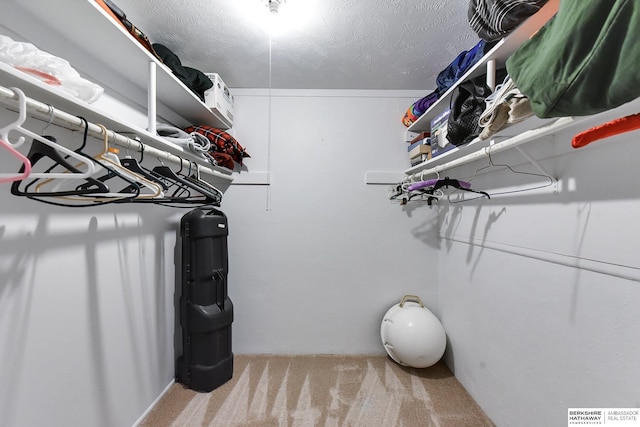 spacious closet featuring carpet