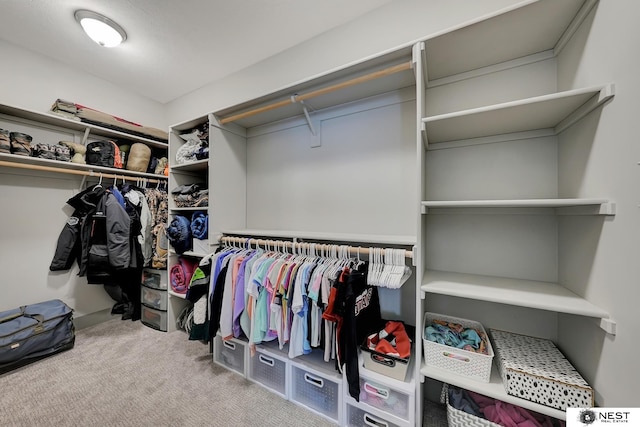 walk in closet featuring carpet flooring