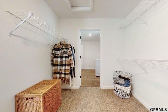 walk in closet featuring carpet floors